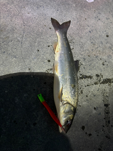 マルタウグイの釣果