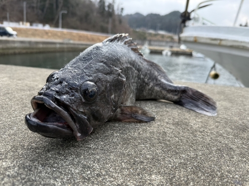 クロソイの釣果