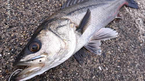 ハネ（マルスズキ）の釣果