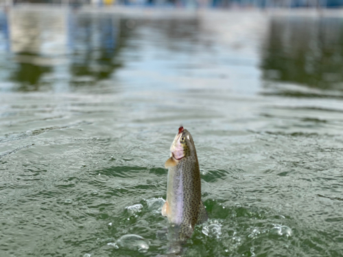 ニジマスの釣果