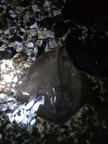 アカエイの釣果