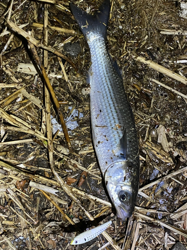 ボラの釣果