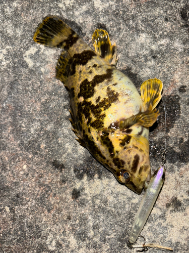 タケノコメバルの釣果