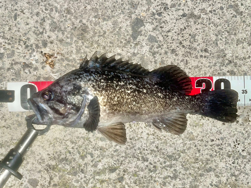 クロソイの釣果