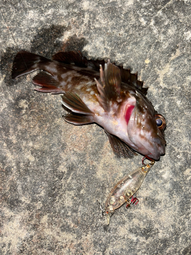 カサゴの釣果