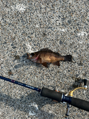 シロメバルの釣果