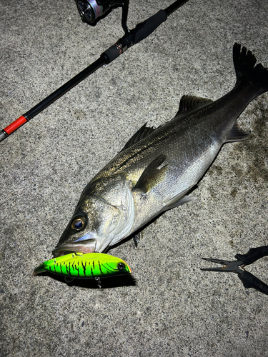 シーバスの釣果