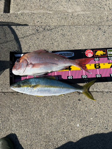 マダイの釣果