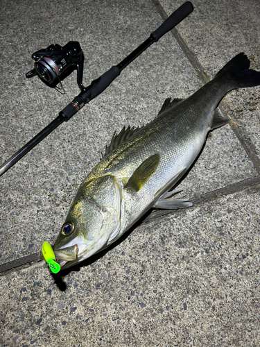 シーバスの釣果