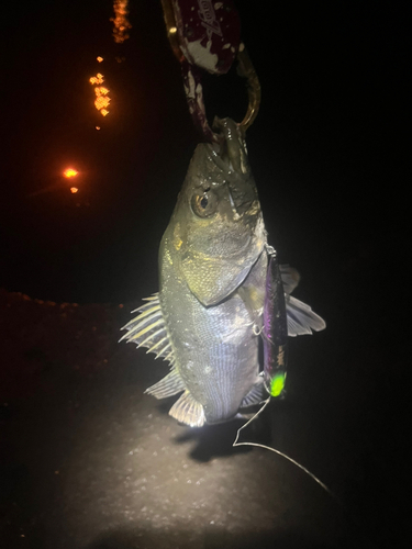 マルスズキの釣果