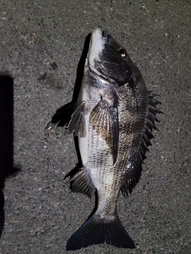 クロダイの釣果