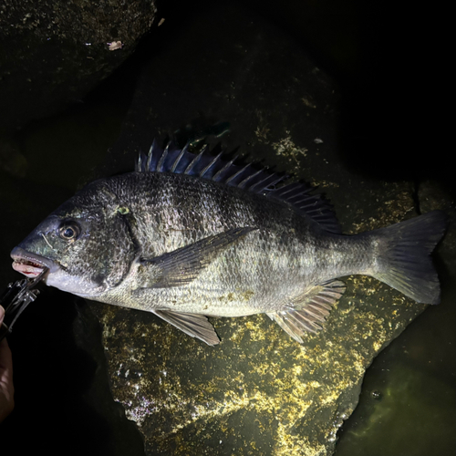 クロダイの釣果