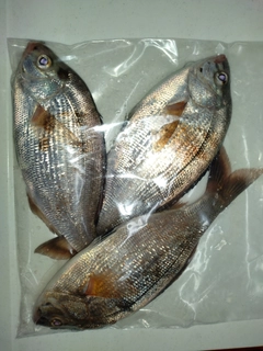 ウミタナゴの釣果