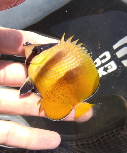 チョウチョウウオの釣果