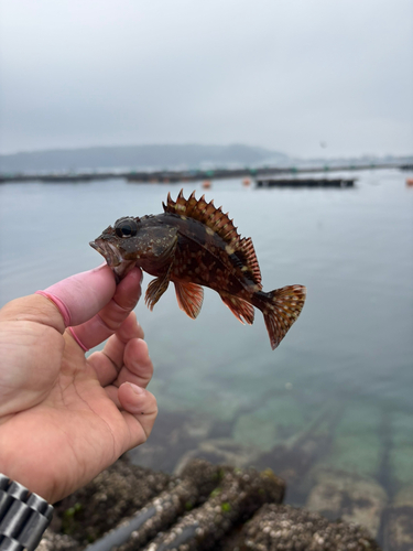 カワハギの釣果