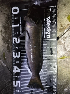 アイナメの釣果