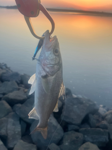 マルスズキの釣果