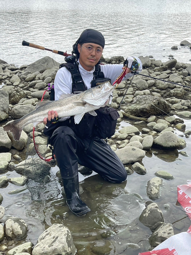 マルスズキの釣果