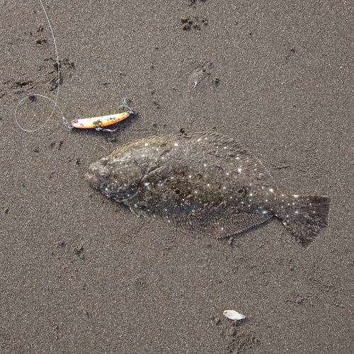 ソゲの釣果