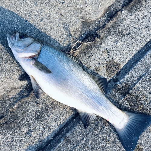 ヒラスズキの釣果