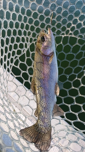 ニジマスの釣果