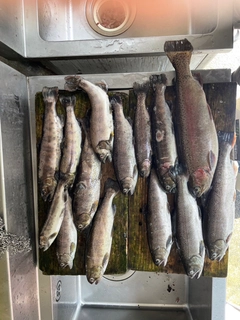 ニジマスの釣果