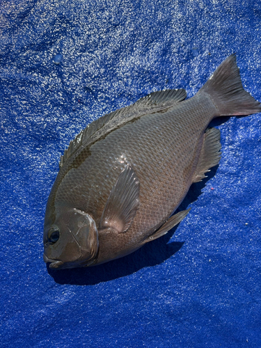 クチブトグレの釣果