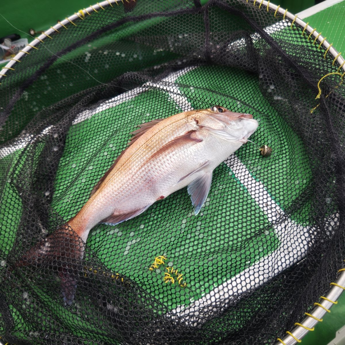 第三豊丸　日立久慈港さんの釣果 3枚目の画像