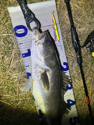 シーバスの釣果