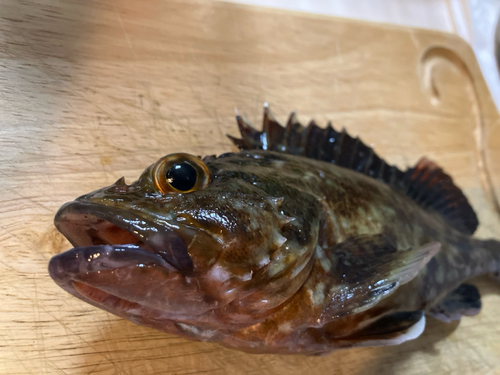 カサゴの釣果