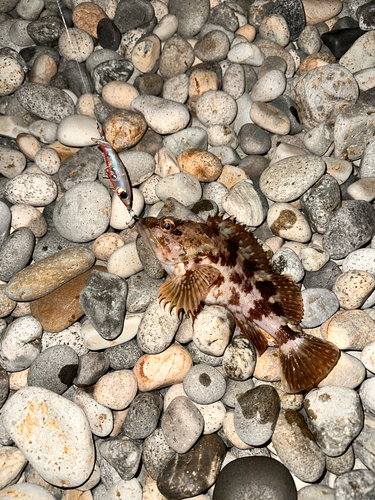 カサゴの釣果