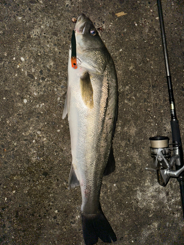 シーバスの釣果