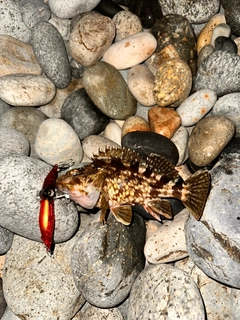 カサゴの釣果