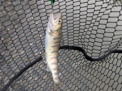 ニジマスの釣果