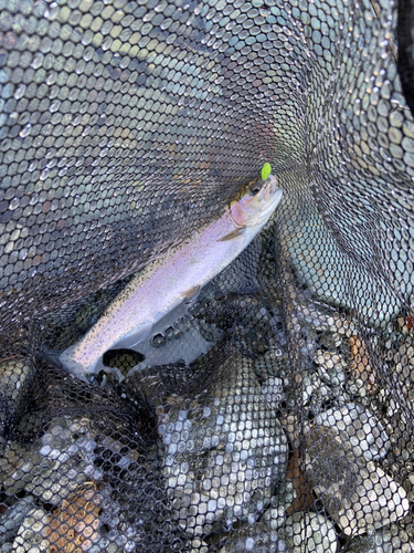 ニジマスの釣果