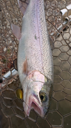 ニジマスの釣果