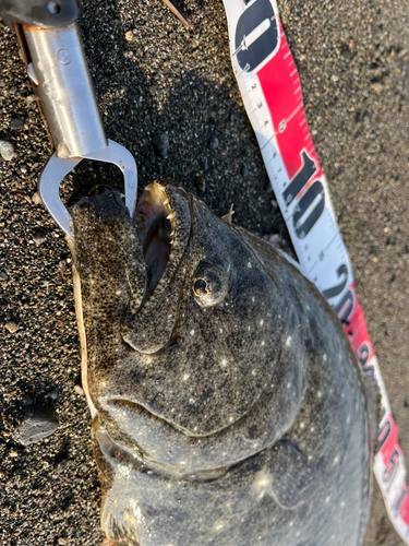 ヒラメの釣果