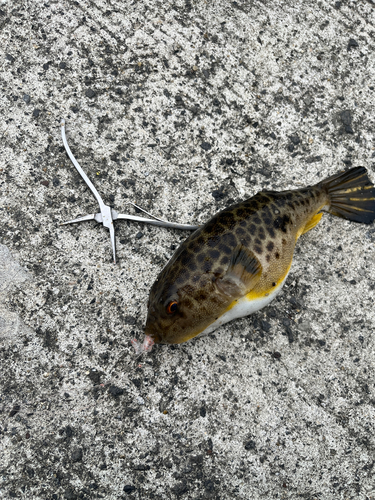 平磯海づり公園