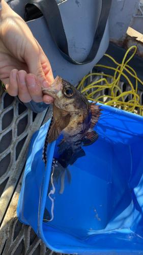 シロメバルの釣果