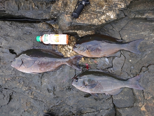 オナガグレの釣果