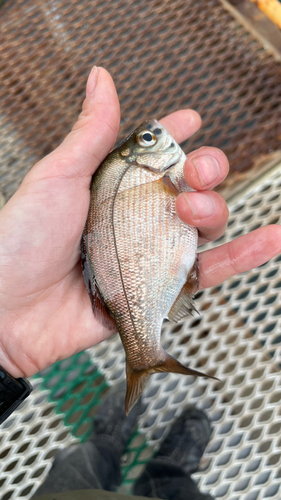 ウミタナゴの釣果