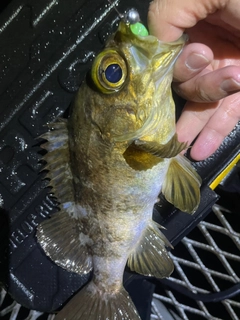 メバルの釣果