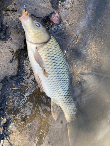 コイの釣果