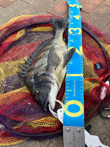 クロダイの釣果