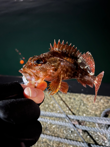 ガシラの釣果