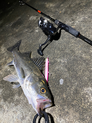 シーバスの釣果