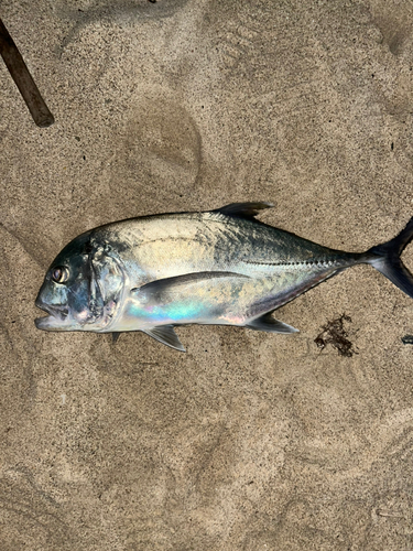 ロウニンアジの釣果