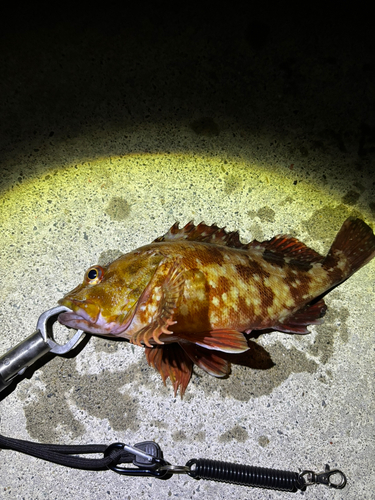 カサゴの釣果