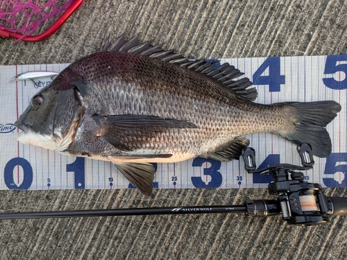 チヌの釣果