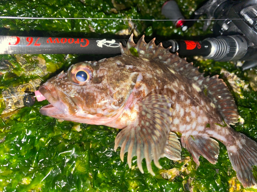 カサゴの釣果